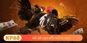Đá gà cựa sắt