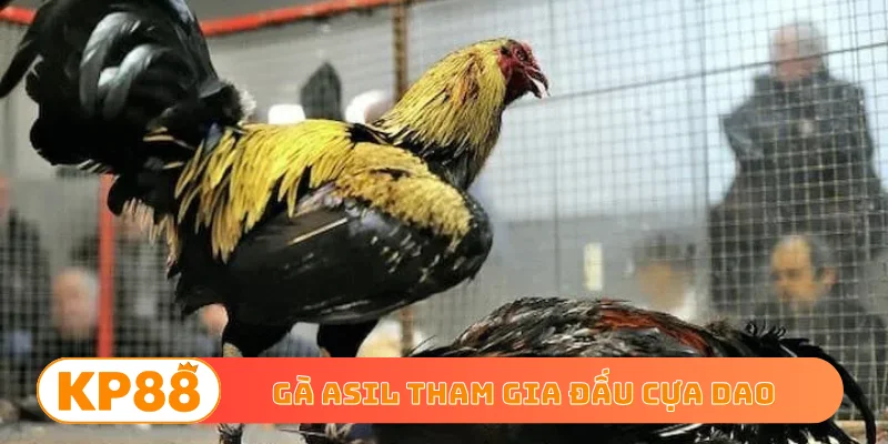 Gà Asil tham gia đấu cựa dao